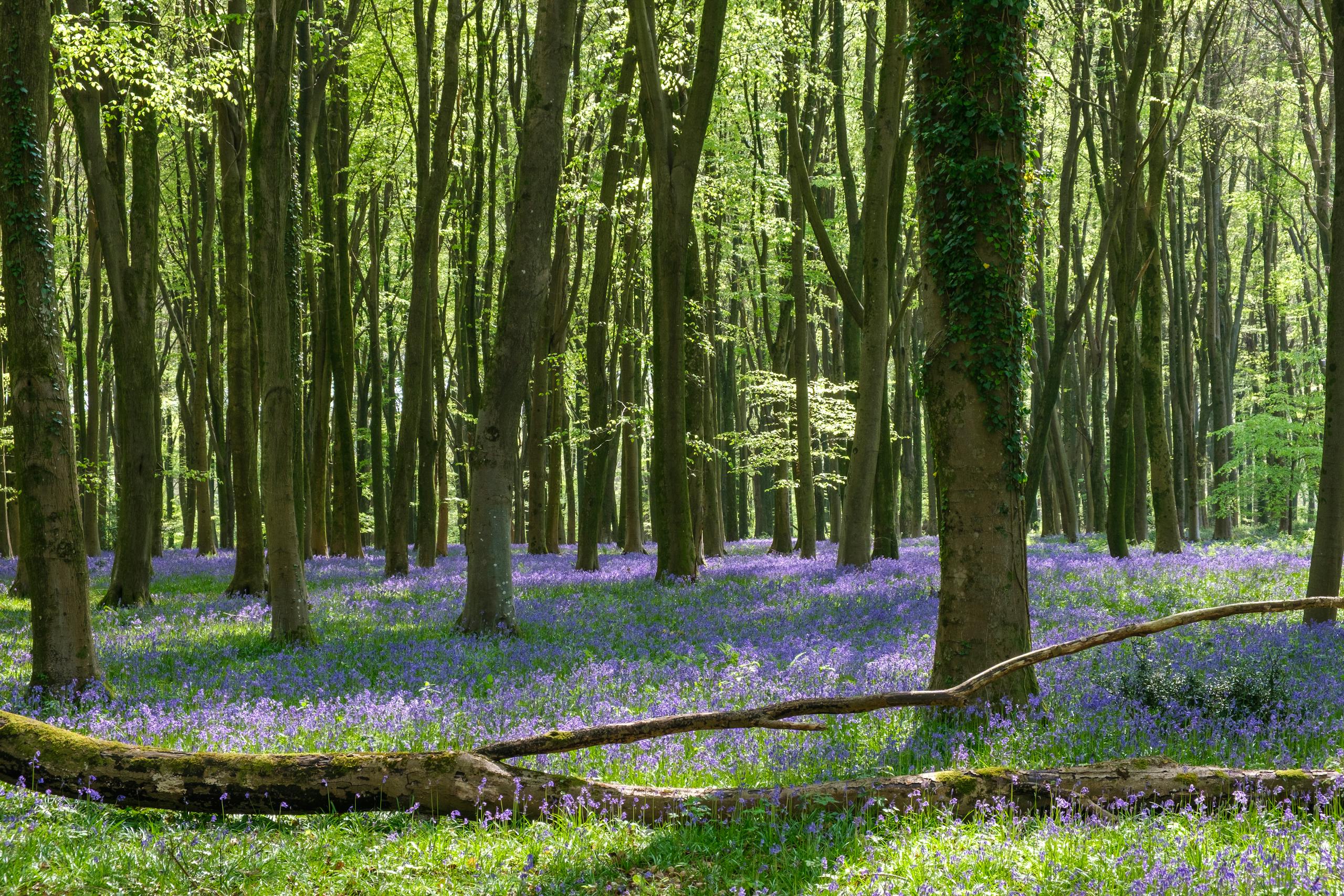Serene springtime view of bluebell woodland with sun-dappled trees in England.