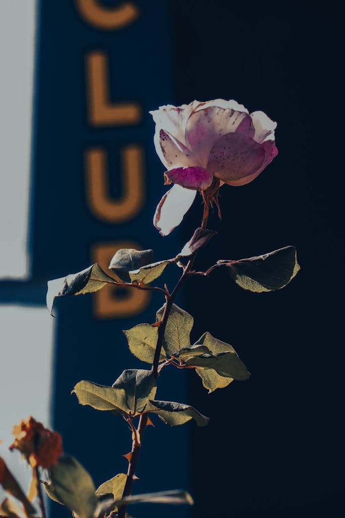 A solitary pink rose with delicate petals set against a contrasting dark backdrop, creating a dramatic visual.